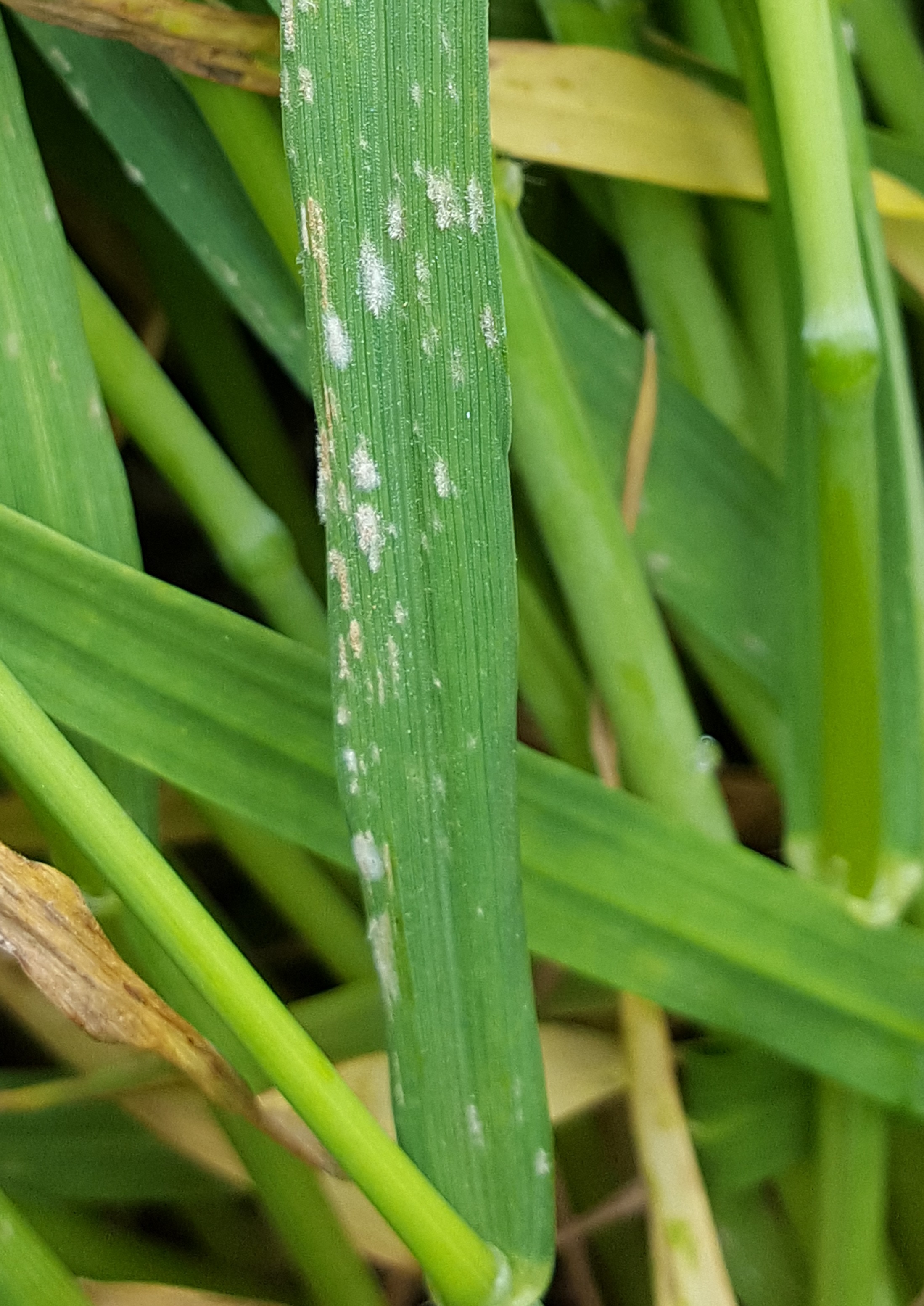 powdery mildew on wheat
